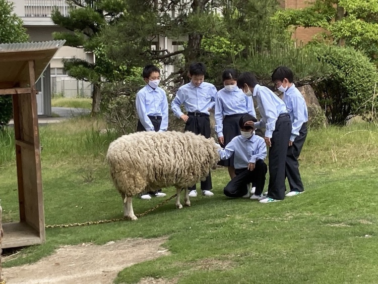 福山市立福山中・高等学校のアニマルセラピー、羊の「もふお」と生徒たち