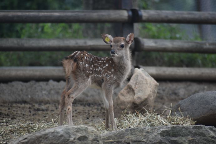 群馬サファリパークにいるニホンジカの赤ちゃん