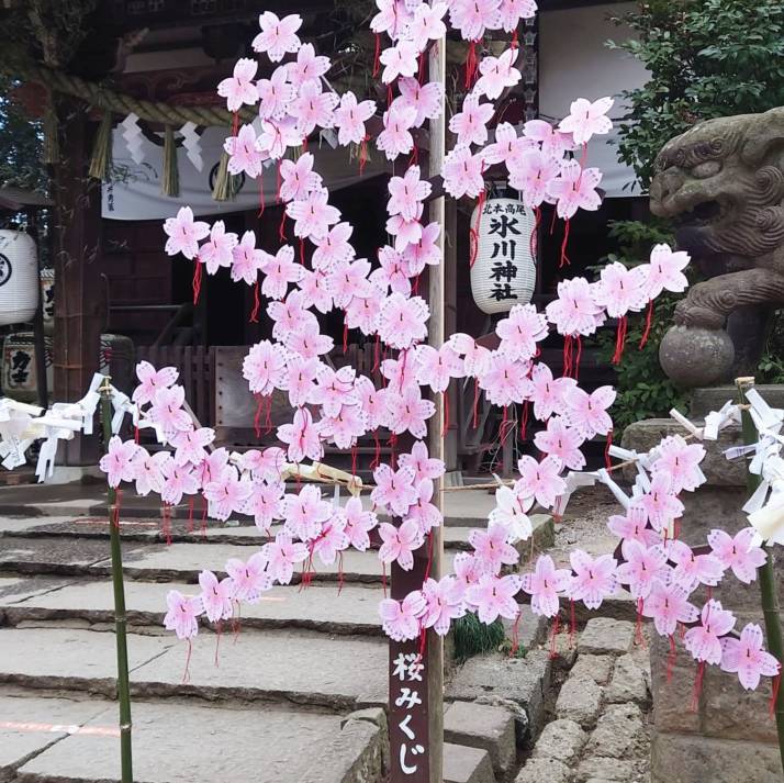 北本高尾氷川神社の桜みくじ用のおみくじ掛け