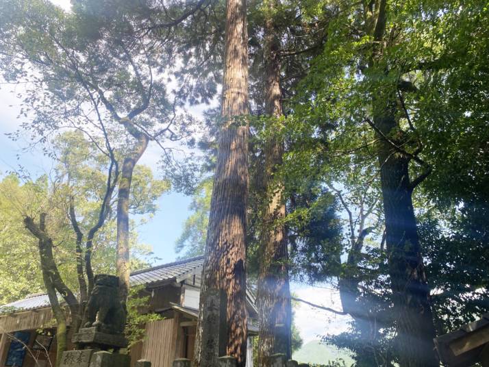 熊本県山鹿市の彦嶽宮にある杉の大木