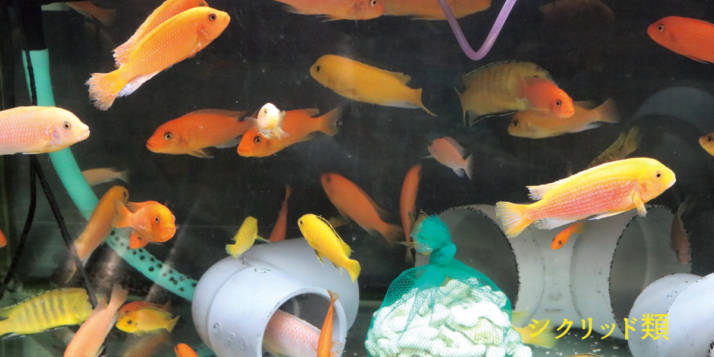 宮崎県小林市にある出の山淡水魚水族館にいるシクリッド類