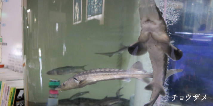 宮崎県小林市にある出の山淡水魚水族館にいるチョウザメ