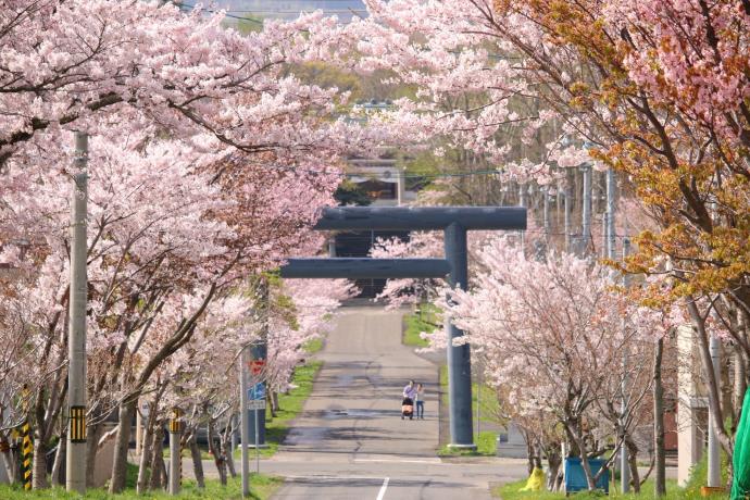 岩内神社の春の参道