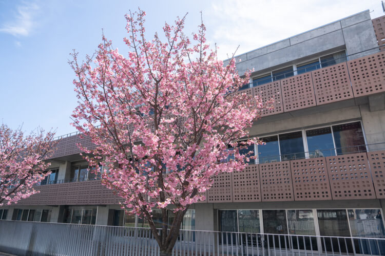 女子美術大学付属高等学校・中学校の校内で咲く花々