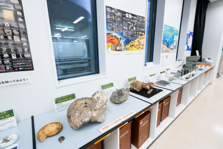 地学実験室に展示されているアンモナイトやイノセラムスといった化石