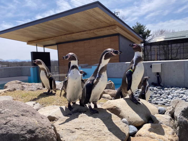 小諸城址懐古園の動物園にいるフンボルトペンギン