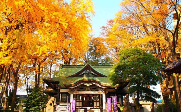 「亀有香取神社」拝殿の正面外観と境内の黄葉した銀杏（いちょう）