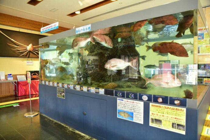 鳥取県鳥取市にあるかにっこ館で展示されている鳥取の海水槽