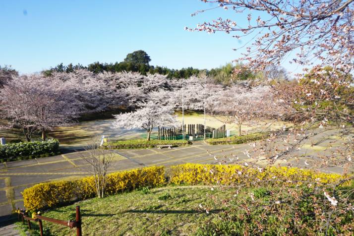 サンアメニティ北本キャンプフィールドの桜満開の芝生広場