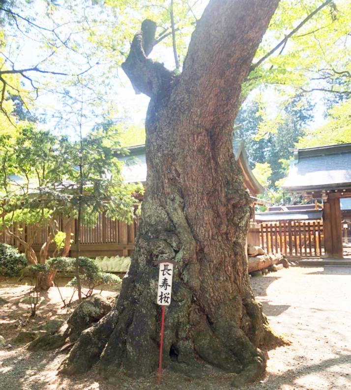 駒形神社の長寿桜