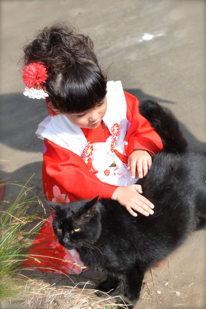 間々田八幡宮で暮らす猫のショット