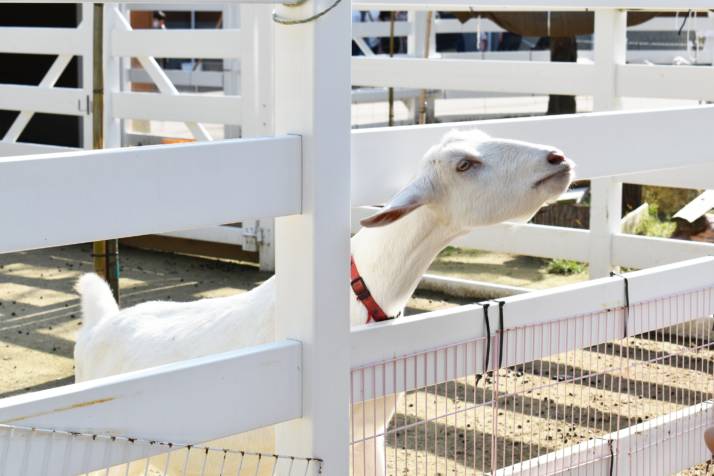 新潟県胎内市の「道の駅 胎内」の近くにある樽ケ橋遊園で飼われているヤギ