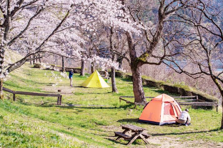 熊本県下益城郡美里町の「美里の森キャンプ場 ガーデンプレイス」の桜とフリーサイト