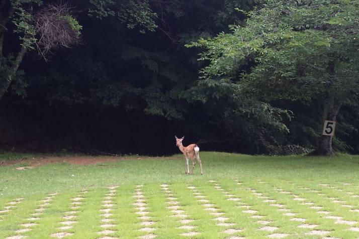 京都大呂ガーデンテラスに鹿が現れた様子