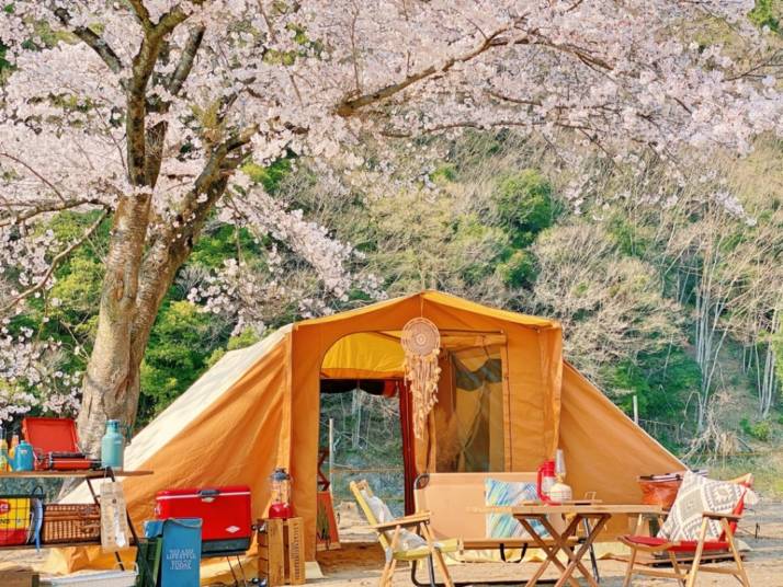 「上小川レジャーペンション」でのお花見キャンプの様子（春）