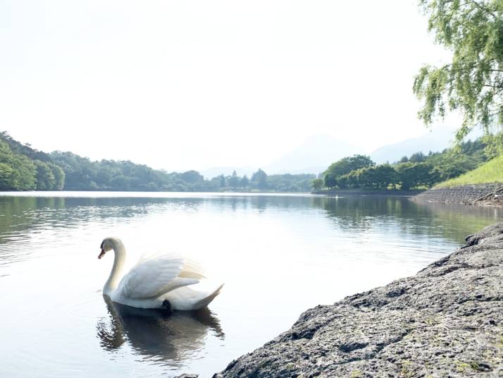 RECAMP別府志高湖の湖で泳ぐ白鳥