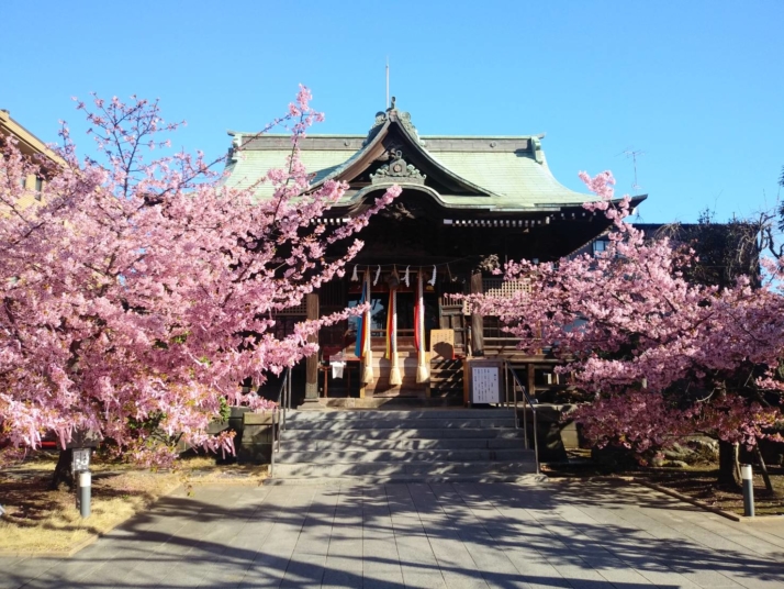 桜神宮の社殿と河津桜