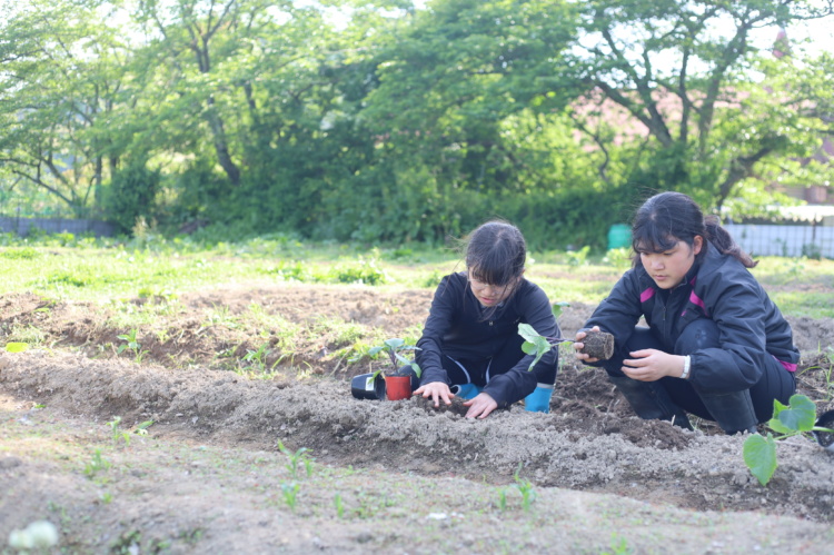 「広島三育学院中学校・高等学校」の農業体験風景