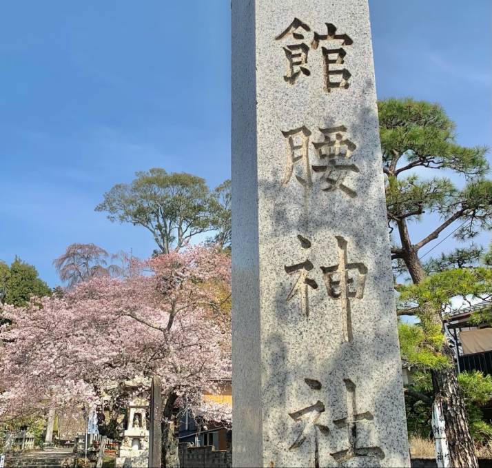 館腰神社における桜の風景