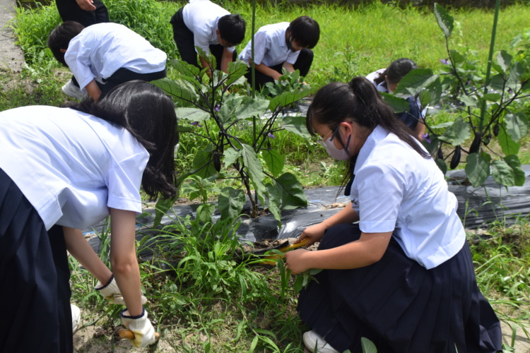 「香川大学教育学部附属高松中学校」の生徒たちが農園で作業をするようす