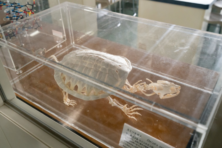 東京都市大学付属中学校・高等学校にあるカミツキガメの標本