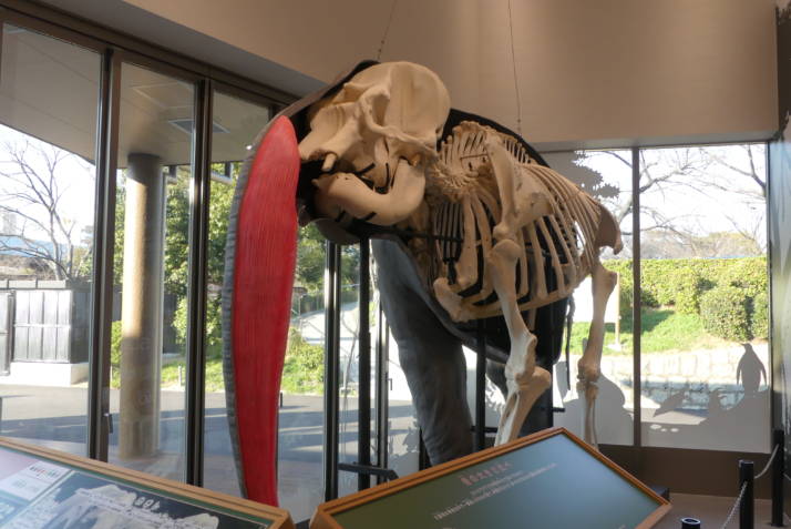 てんのうじズーミュージアムに展示されているアジアゾウの骨格標本