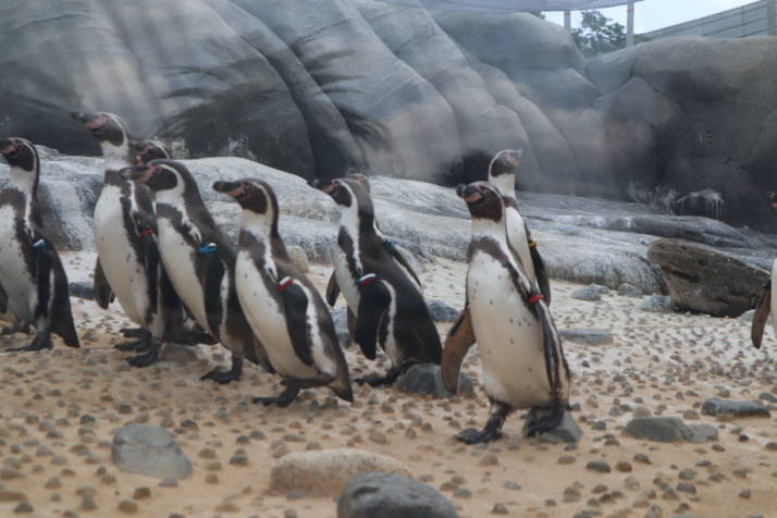 天王寺動物園の中で群れを成して歩くペンギンの写真