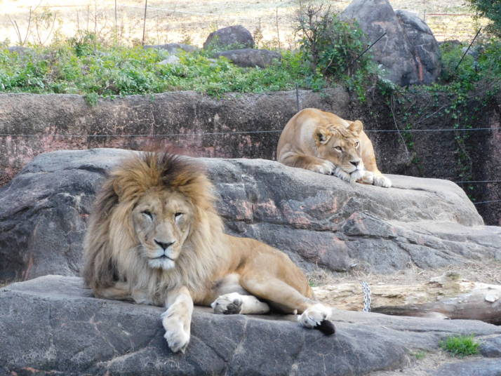 天王寺公園の岩の上で優雅に寝そべるライオン