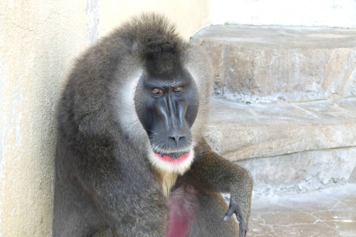 天王寺動物園でだけ見られるドリルの写真