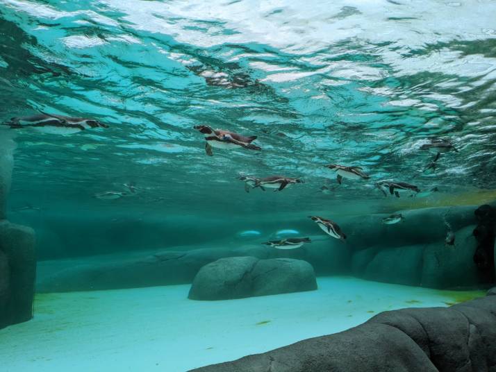 天王寺動物園の「海流ビュー」で泳ぐフンボルトペンギン