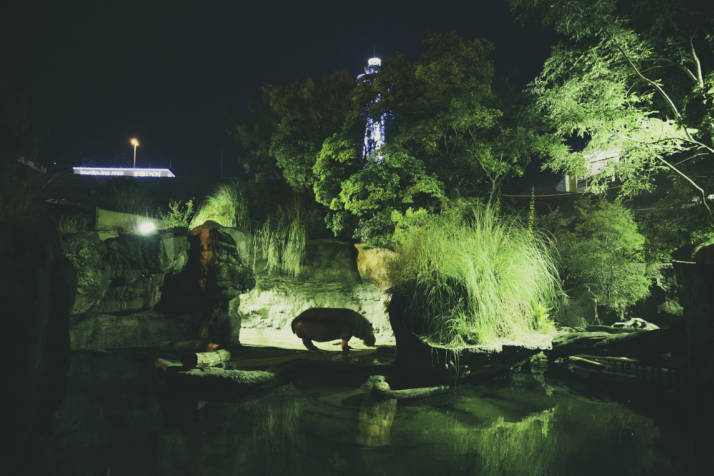 天王寺動物園のナイトZOOで見られるカバ