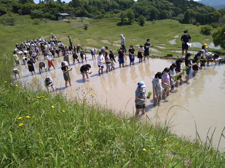 東京家政大学附属女子中学校の1年生が田植えに挑戦する様子