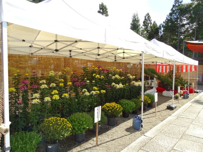 毎年七五三シーズンに豊満神社で行われる菊花展の美しい菊の花