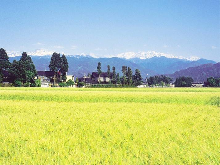 富山県黒部市内の大麦畑