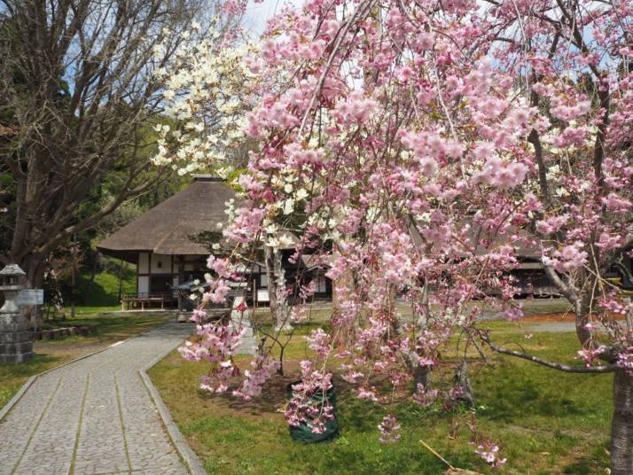北海道伊達市にある有珠善光寺のお堂を桜越しに眺める