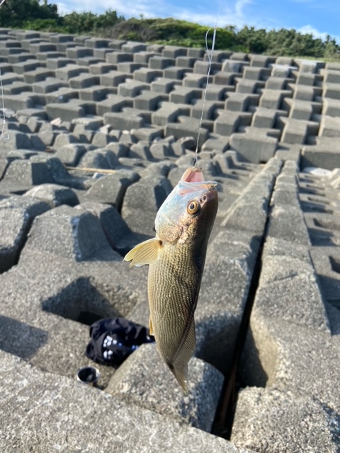 「ちがさき柳島キャンプ場」の近くで釣れるニベ