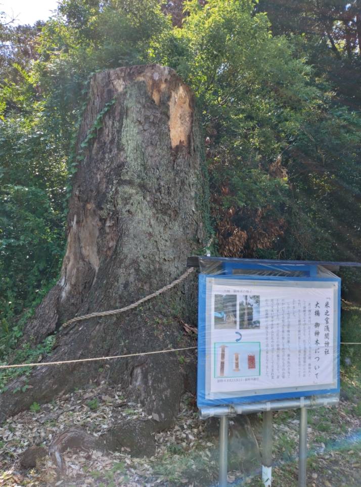 「米之宮浅間神社」境内の腐食により伐採された御神木