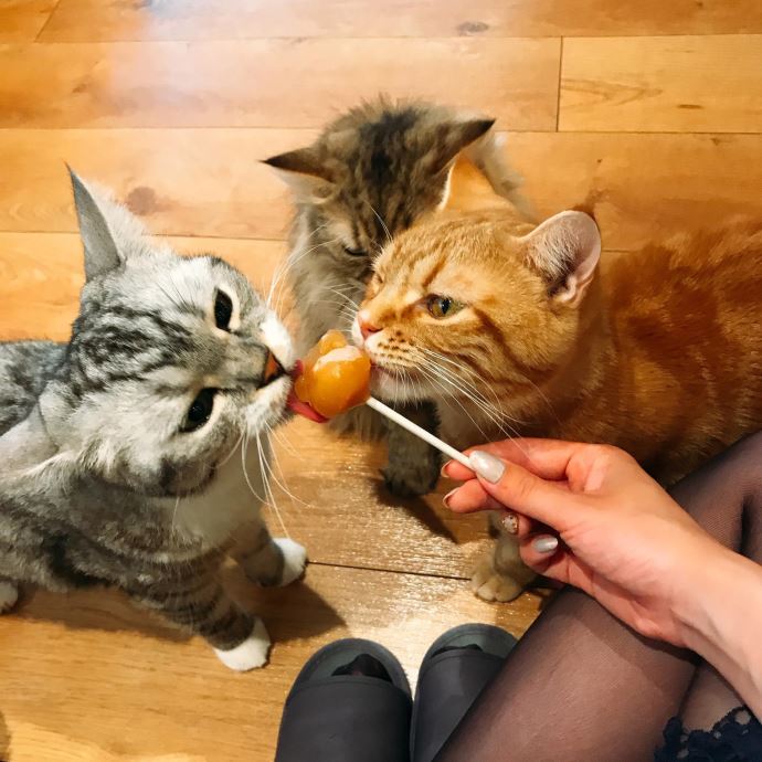 バイセクシャルアラサー婚活OLがマッチングアプリティンダーで出会った男と猫カフェで餌をあげている画像